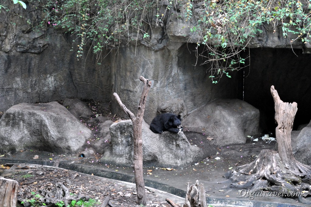Chiangmai Zoo 43