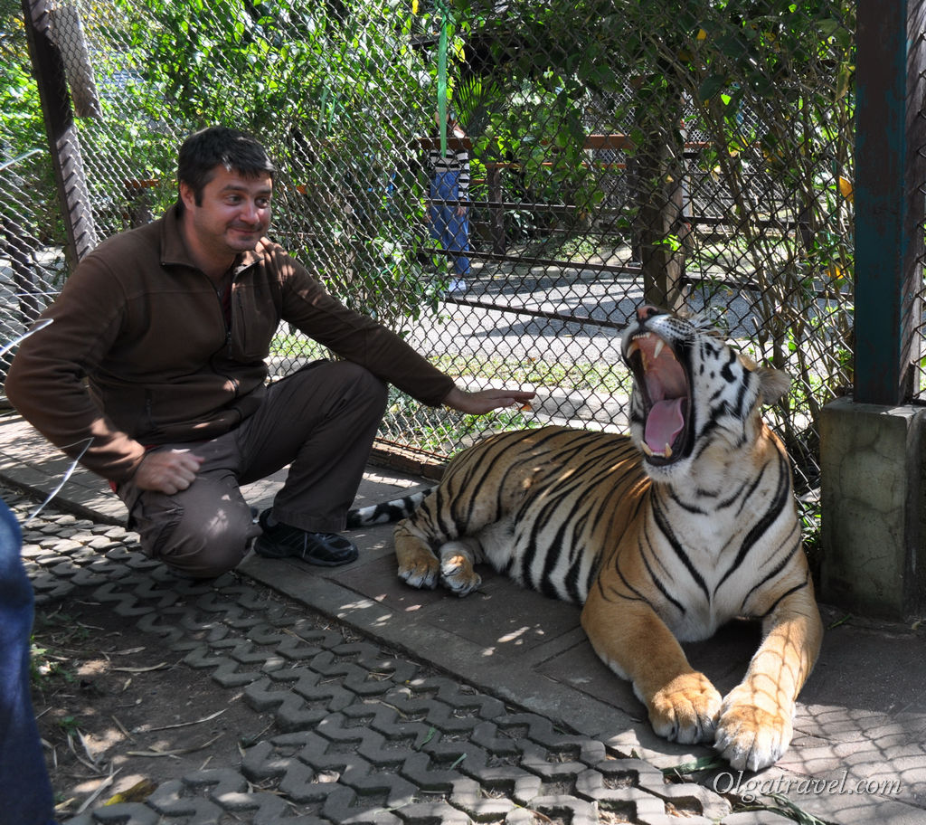 Tiger_Kingdom_Chiang_Mai_49