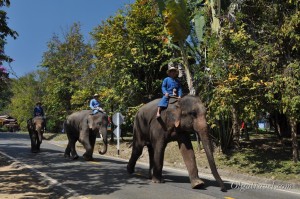 слоны Таиланд