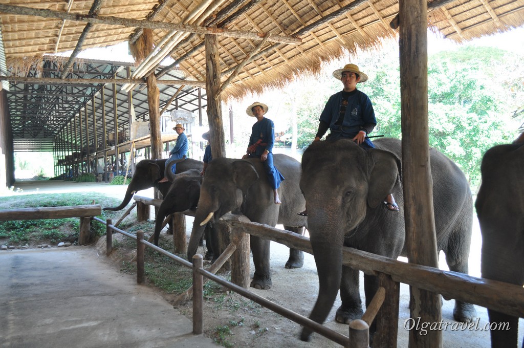 Thai_Elephant_Conservation_Center_20