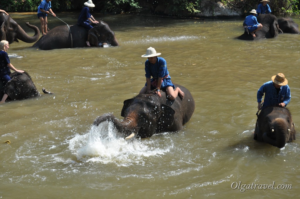 Thai_Elephant_Conservation_Center_28