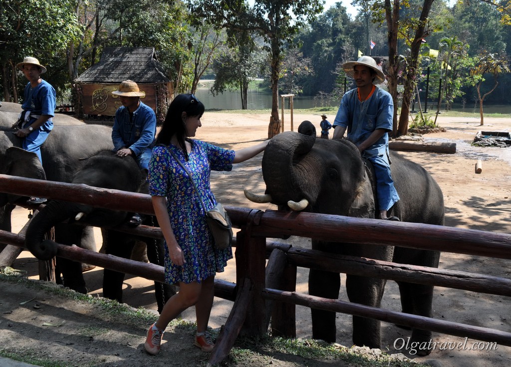 Thai_Elephant_Conservation_Center_45