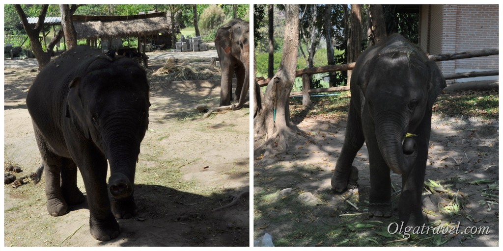 Thai_Elephant_Conservation_Center_47