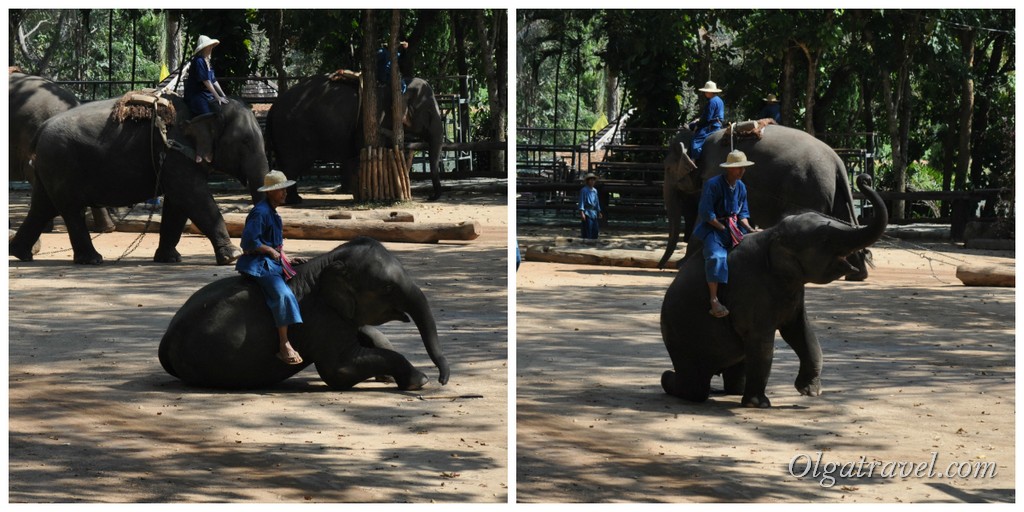 Thai_Elephant_Conservation_Center_51