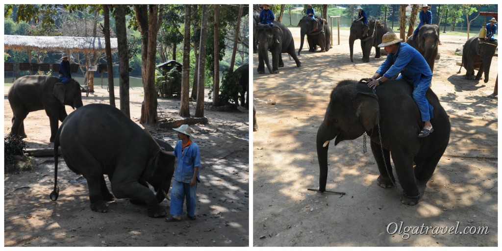 Thai_Elephant_Conservation_Center_52