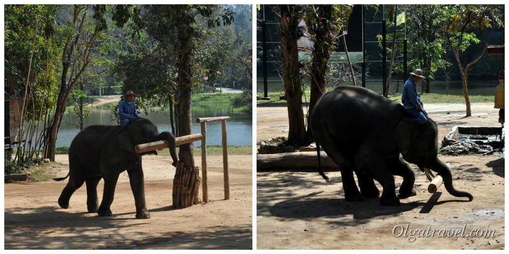 Thai_Elephant_Conservation_Center_54