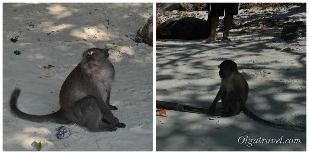 обезьяны пляж Пхи Пхи
