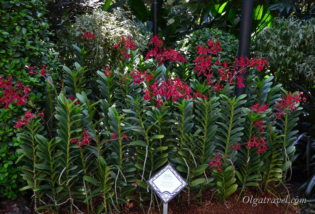сад орхидей в сингапуре