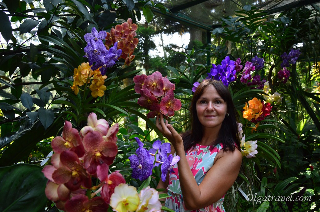 сад орхидей в сингапуре