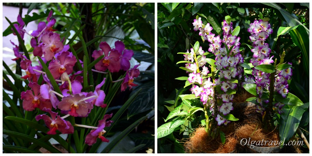 Singapore-National-Orchid-Garden-23