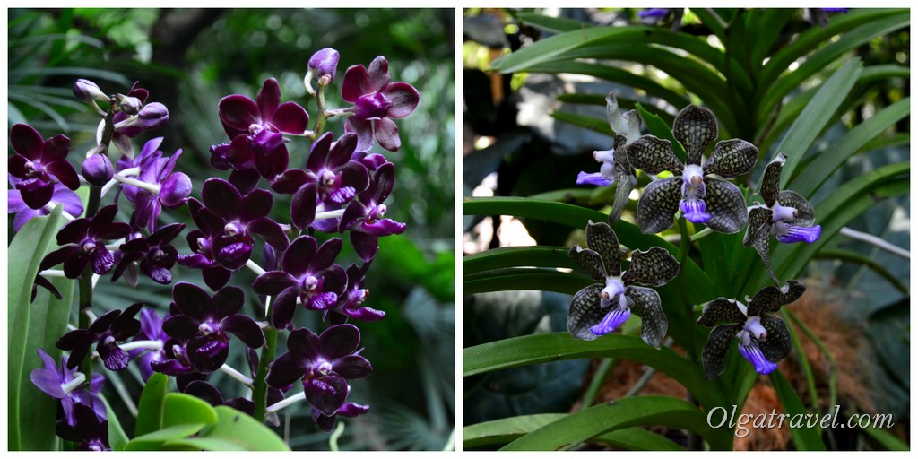 Singapore-National-Orchid-Garden-26