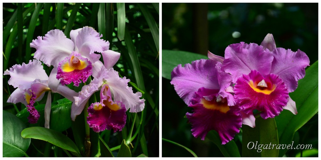 Singapore-National-Orchid-Garden-27