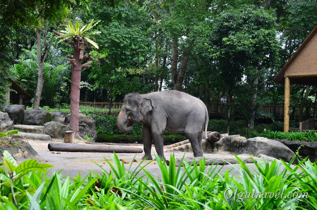 слоны Сингапур