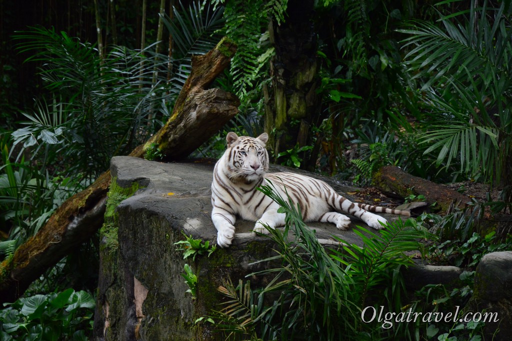 зоопарк Сингапура
