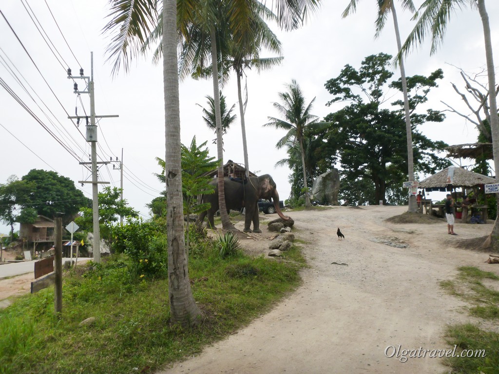 Слоники на Пангане